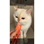  Florida Cat Крем-суп  с Курицей и Кошачьей Мятой