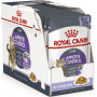 Royal Canin Appetite Control Care (в желе)